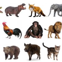 từ vựng tiếng Anh về các con vật